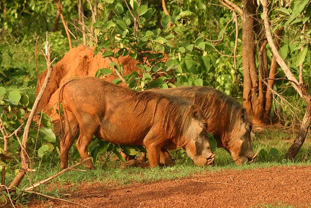 Mole National Park